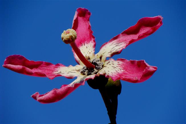 Ceiba speciosa